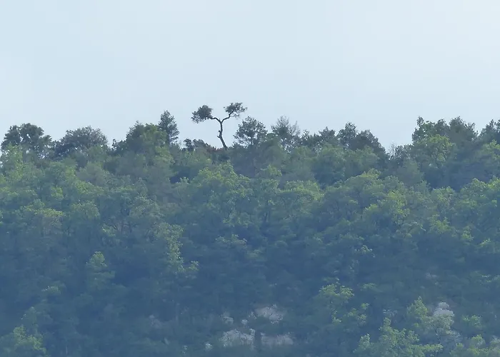 Casa Altemir カンポ